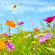 Grußkarte - bunte Blumenwiese - Sommer